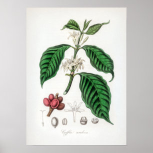 Poster Illustration vintage Coffea arabica