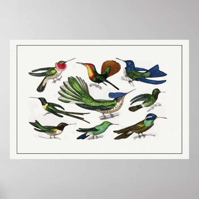 Poster Illustration vintage Colibri (Devant)