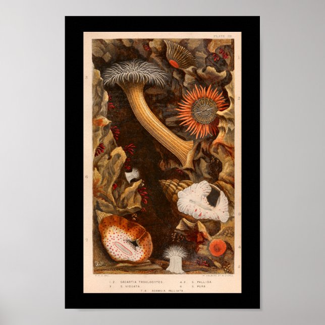 Poster Illustration Vintage couleur de l'anémone marine I (Devant)
