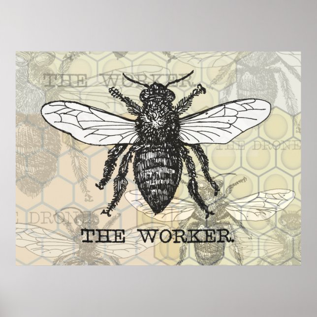 Poster Illustration vintage d'abeille ouvrière (Devant)