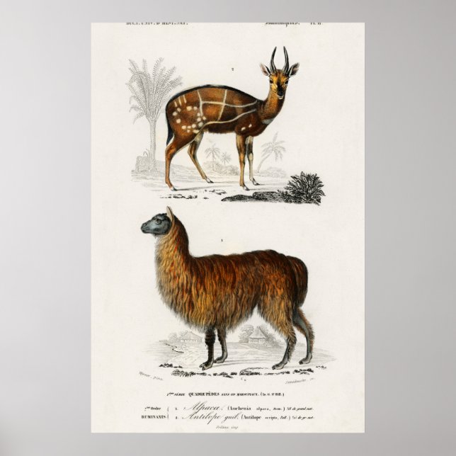 Poster Illustration Vintage d'Alpaca et d'Antilope (Devant)