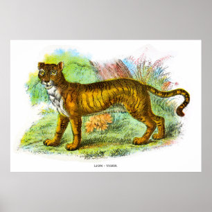 Poster Illustration vintage D'Animal De Lion Ou De Lion T
