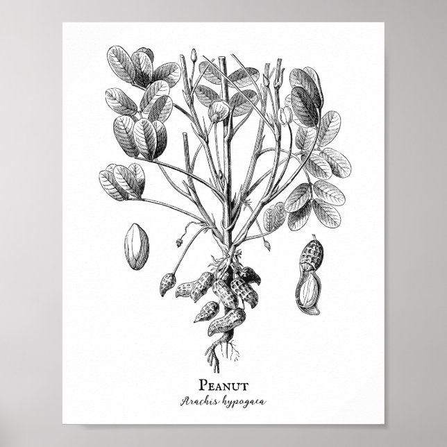 Poster Illustration Vintage d'arachide (Devant)