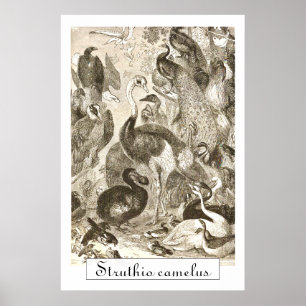 Poster Illustration vintage d'autruche Struthio camelus