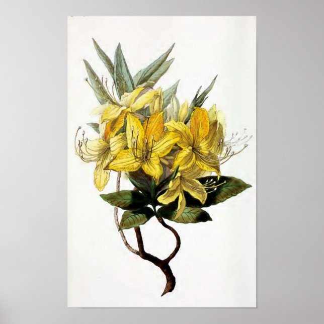 Poster Illustration Vintage de "Azalea Pontica" (Devant)