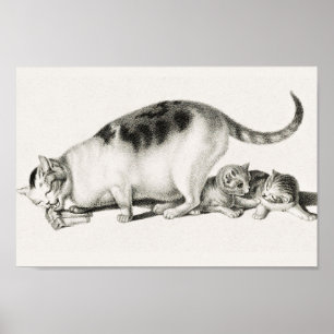 Poster Illustration vintage de chat