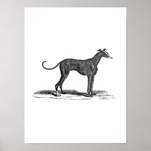 Poster Illustration vintage de Chien de Greyhound datant 
