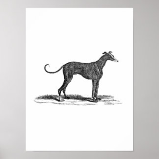 Poster Illustration vintage de Chien de Greyhound datant 