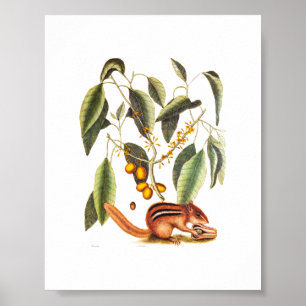 Poster Illustration vintage de Chipmunk