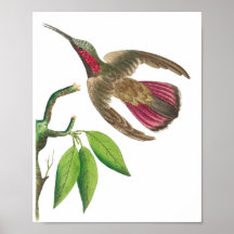 Illustration vintage de colibri
