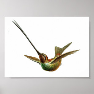 Poster Illustration vintage de colibri