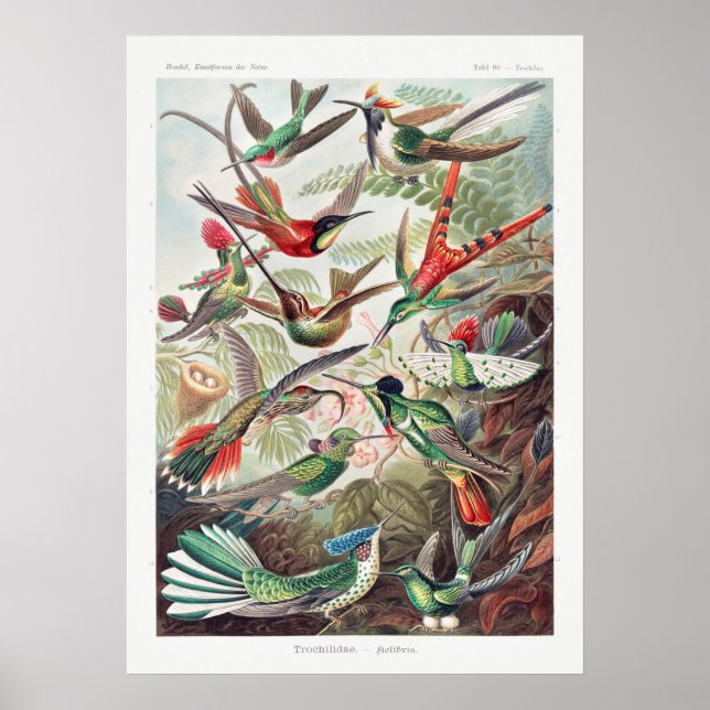 Poster Illustration vintage de colibri (Devant)
