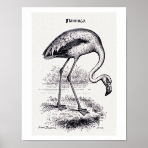 Poster Illustration vintage de "Flamant rose"