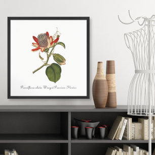 Poster Illustration vintage de la fleur de passion