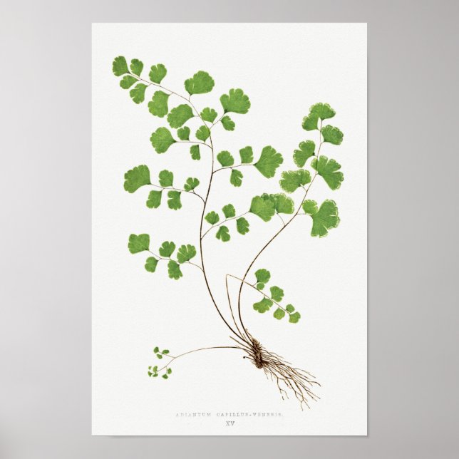 Poster Illustration Vintage de la fougère Maidenhair Sud (Devant)