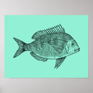 Poster Illustration vintage de la science de poissons