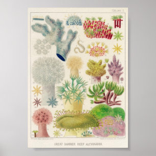 Poster Illustration vintage de la vie marine