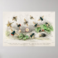 Illustration vintage de l'abeille