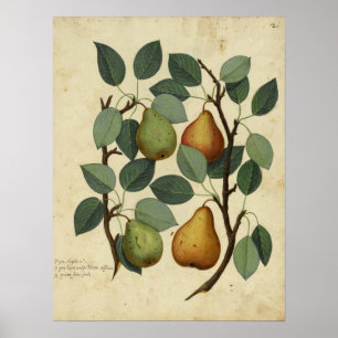 Poster Illustration vintage de l'affiche de la poire