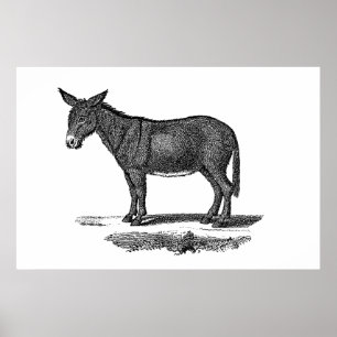 Poster Illustration vintage de l'âne - ânes des années 18
