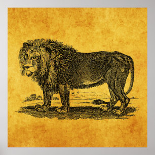 Poster Illustration vintage de lion - animal de