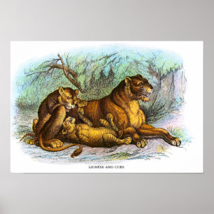 Poster Illustration vintage De Lioness Et Cubs Animal