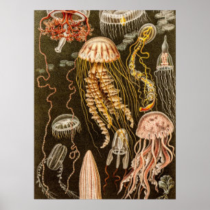 Poster Illustration vintage de méduses d'antiquité de