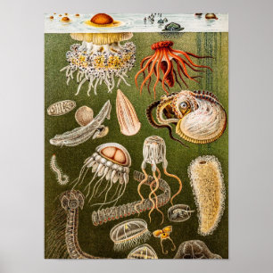 Poster Illustration vintage de méduses d'antiquité de