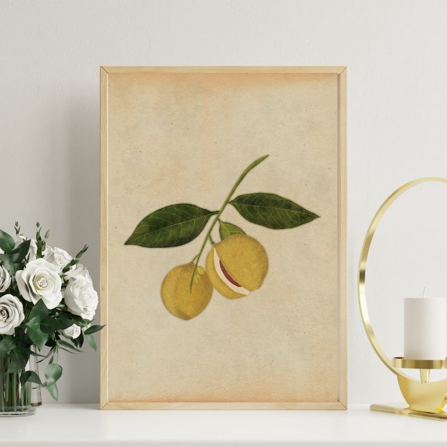 Poster Illustration vintage de muscade botanique (Créateur téléchargé)