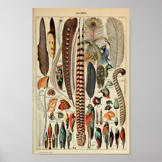 Poster Illustration vintage de plume d'oiseaux (Devant)