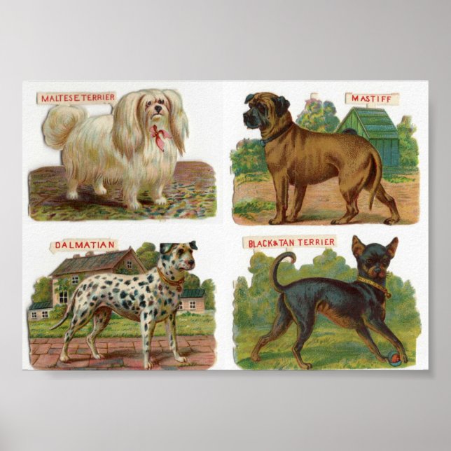 Poster Illustration vintage de race de chien (Devant)