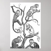 Illustration vintage de singe - Singes des années 