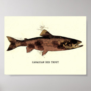 Poster Illustration Vintage de truite rouge du Canada