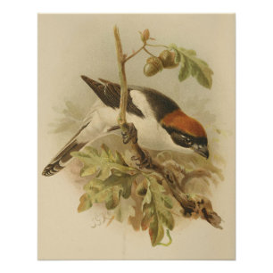 Poster Illustration vintage de Woodchat Shrike