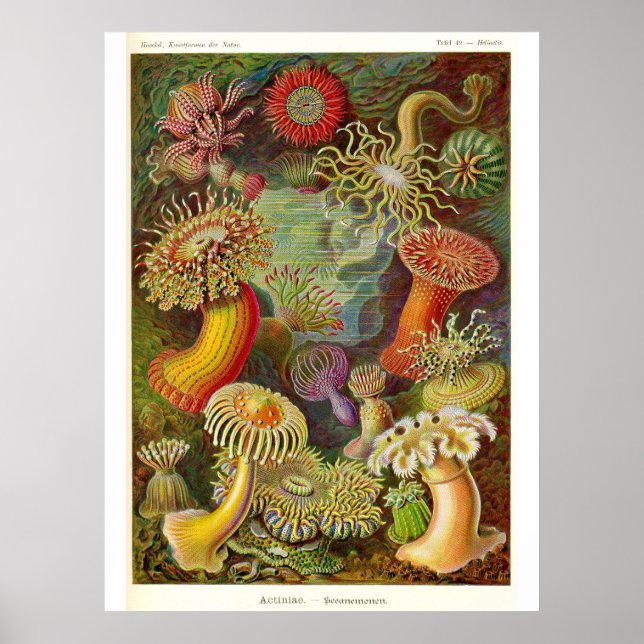 Poster Illustration Vintage des anémones de mer (Devant)