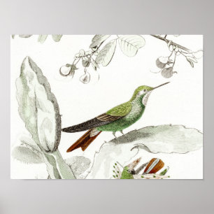 Poster Illustration vintage des colibris - Oiseaux des an