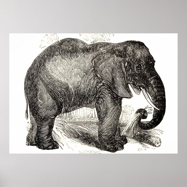 Poster Illustration vintage des éléphants (1891) (Devant)