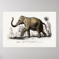 Illustration vintage des éléphants asiatiques de 1
