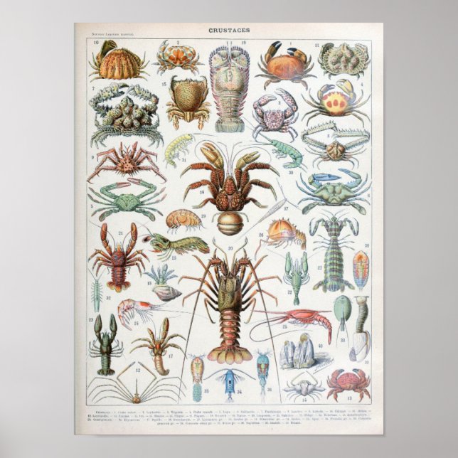 Poster Illustration vintage des mollusques (Devant)