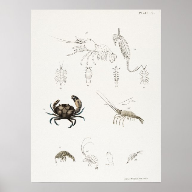Poster Illustration vintage des mollusques (Devant)