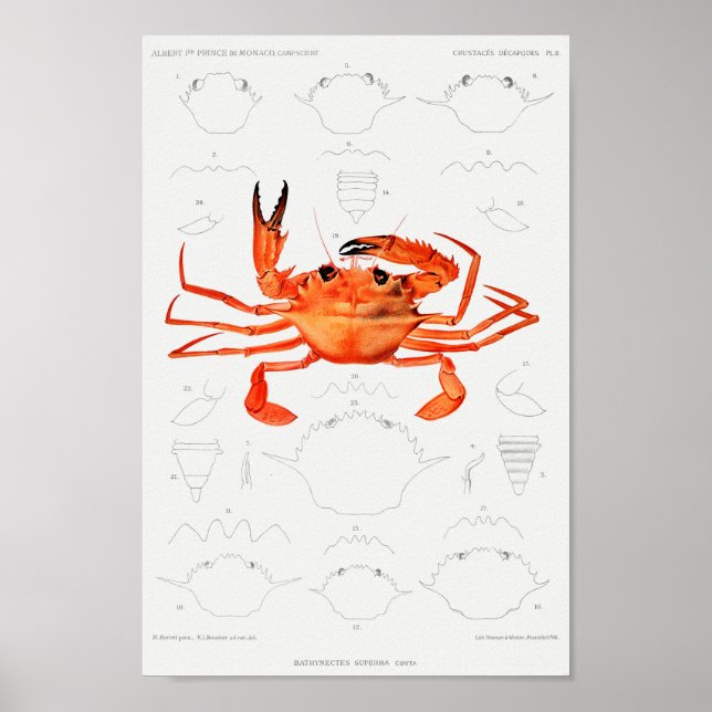 Poster Illustration vintage des mollusques (Devant)