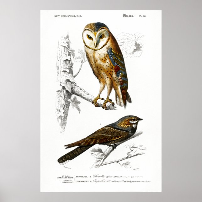 Poster Illustration vintage des oiseaux (Devant)