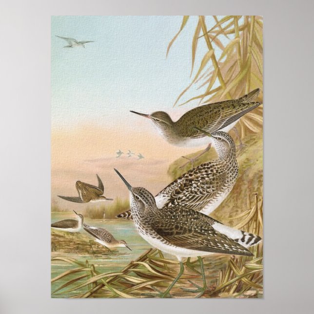 Poster Illustration Vintage des "Sandpipers" (Devant)
