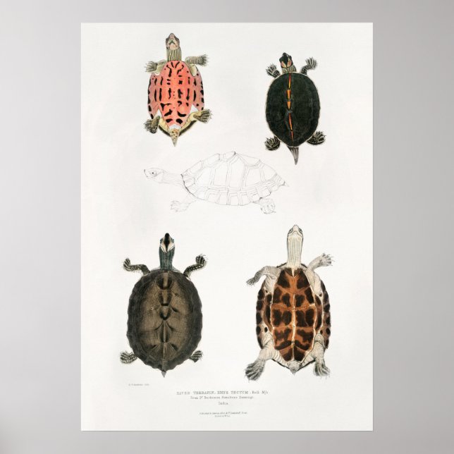Poster Illustration vintage des tortues (Devant)