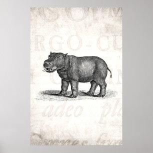 Poster Illustration vintage d'hippopotame de 1800s -