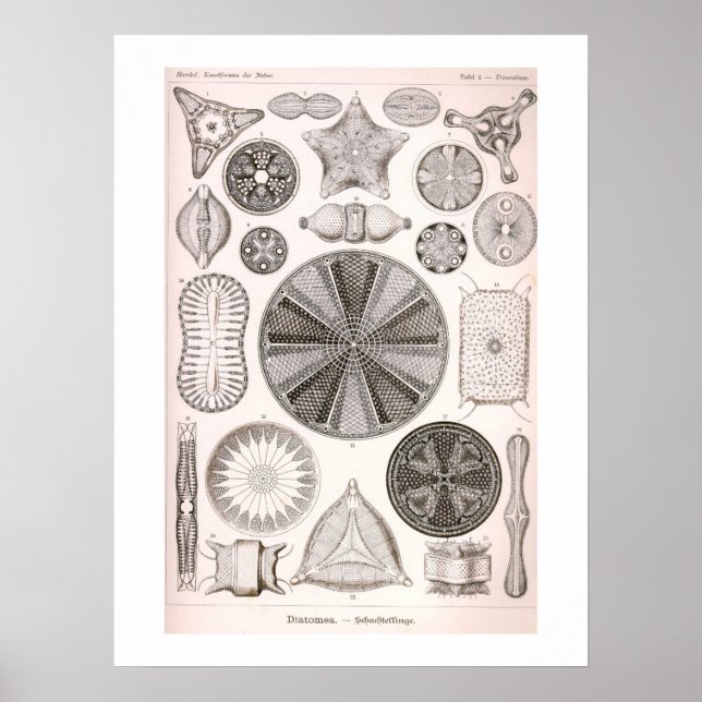 Poster Illustration Vintage Diatomées (Devant)