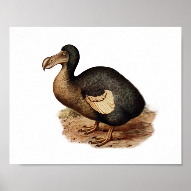 Poster Illustration vintage Dodo Bird (Devant)