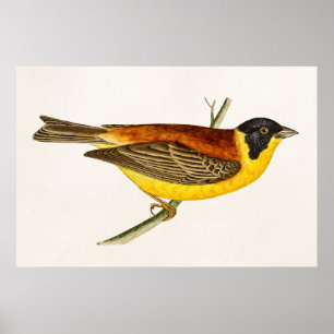 Poster Illustration vintage d'oiseau de chanson - oiseaux