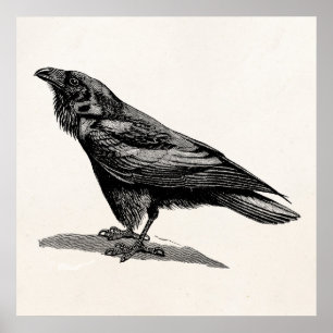 Poster Illustration vintage d'oiseau de merle de
