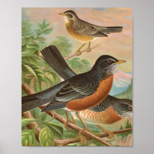 Poster Illustration vintage d'oiseau de Robin d'Américain